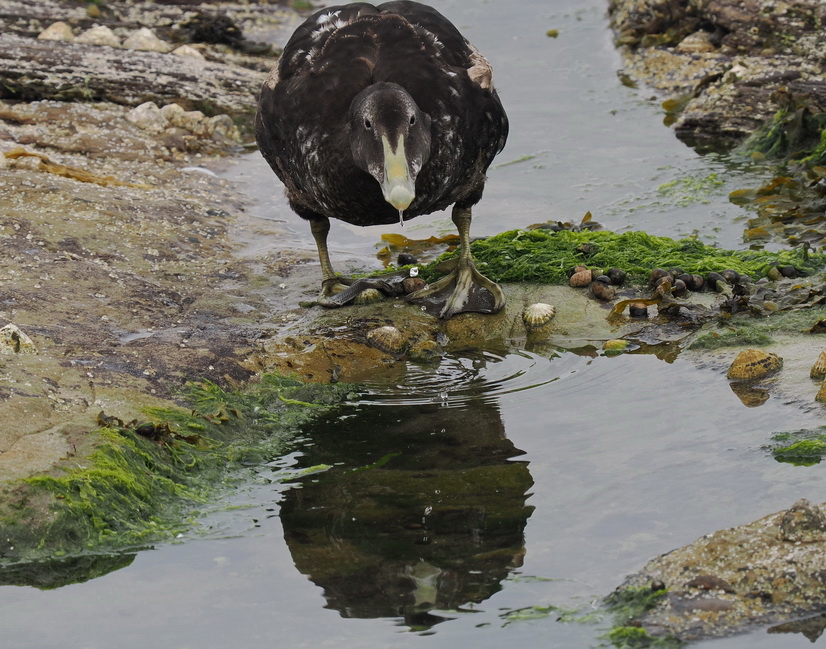 Common eider - St Cuthberts duck