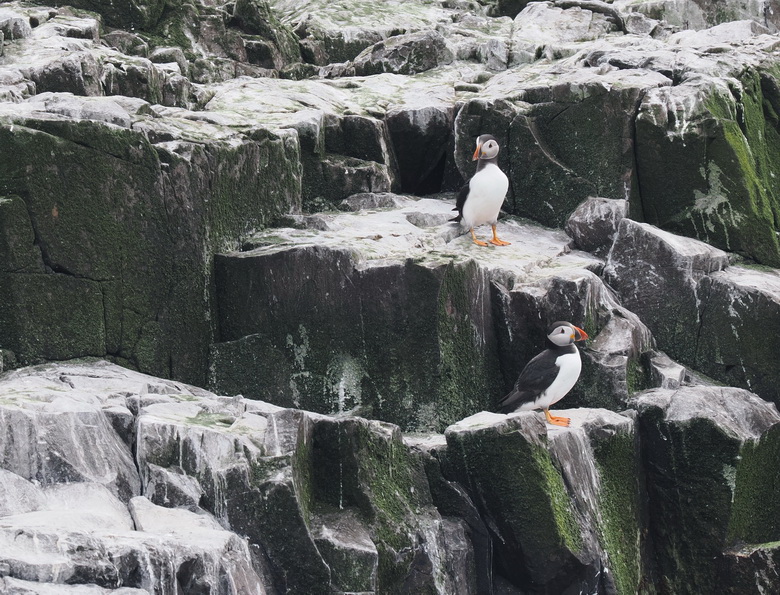 Puffin kingdom