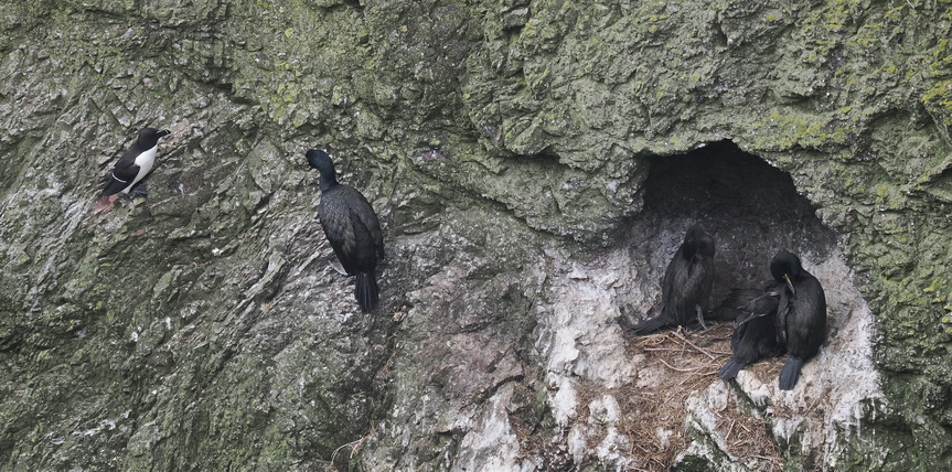 Razorbill making a neighbourly call at the shags abode