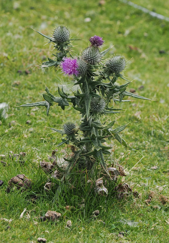 Scottish thistle