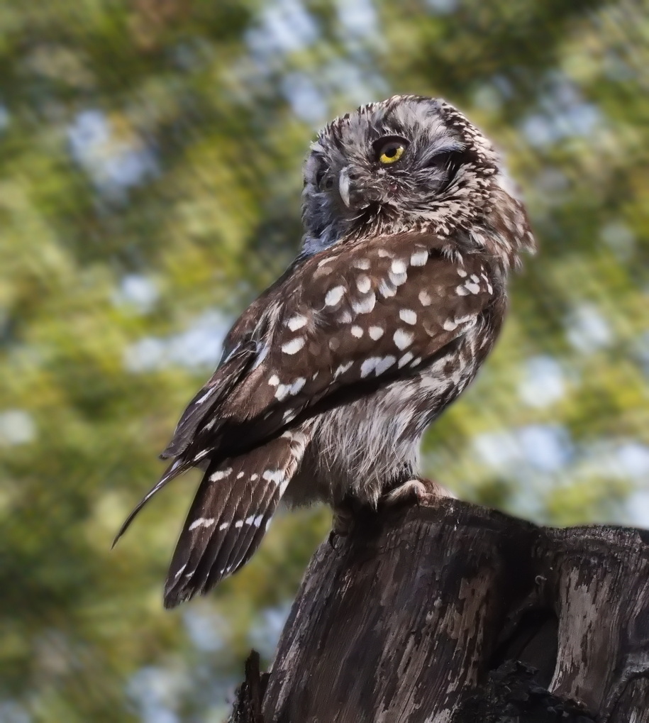Boreal owl - Aegolius funereus