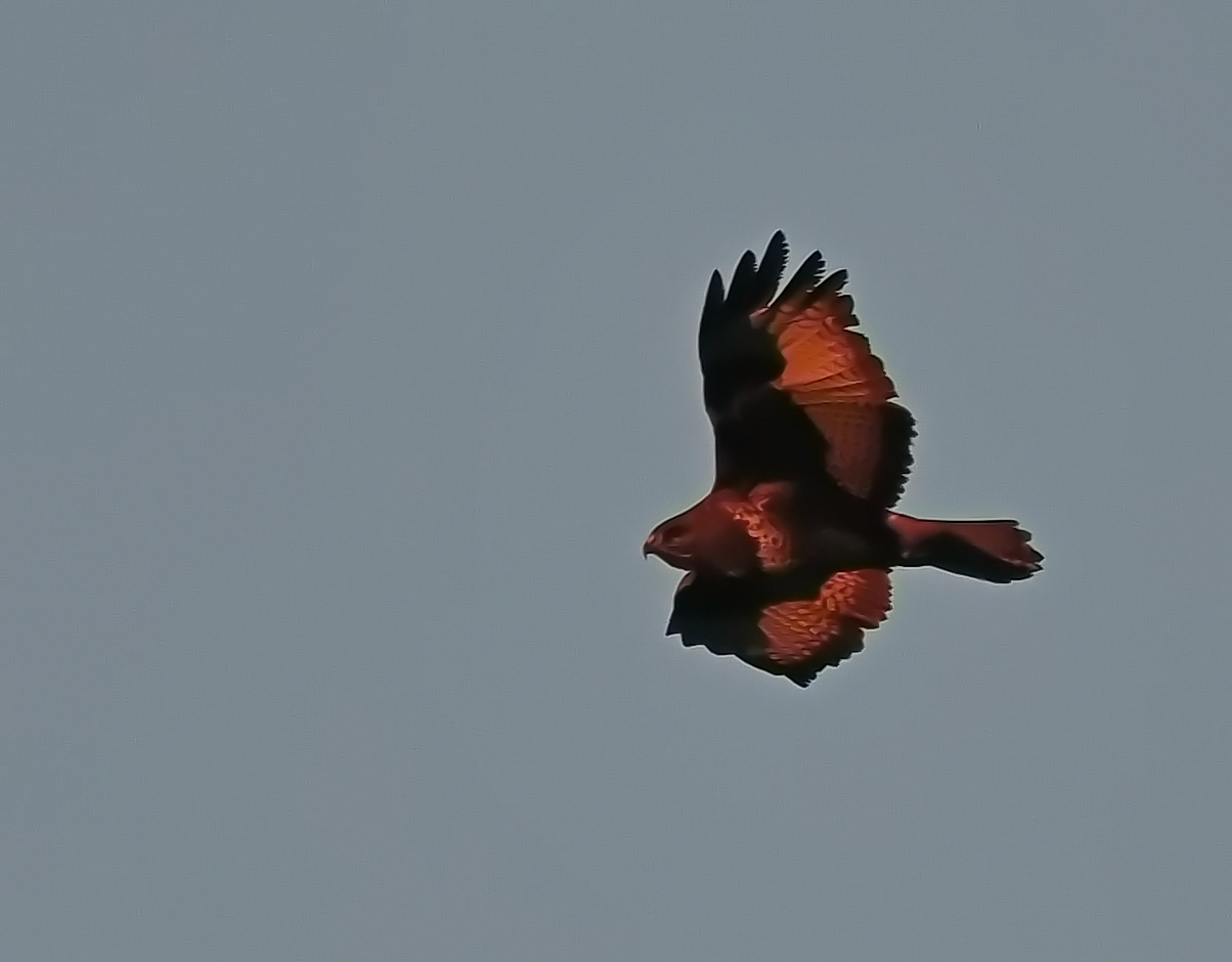 Buzzard in the early morning light