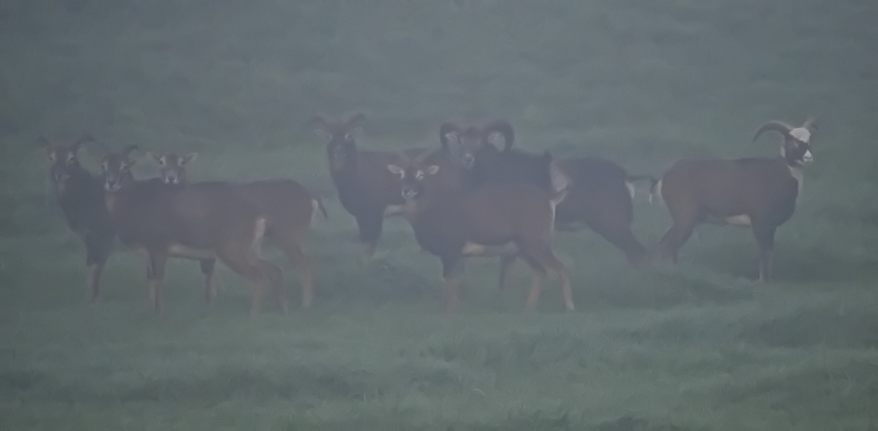 Mouflons in the early morning mist