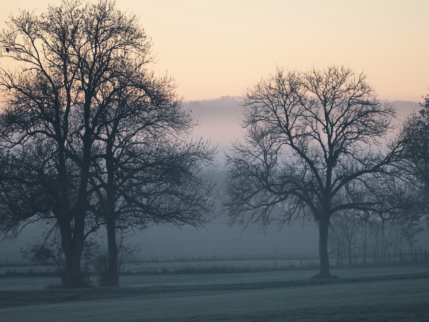 Shapes emerging from the early morning mist