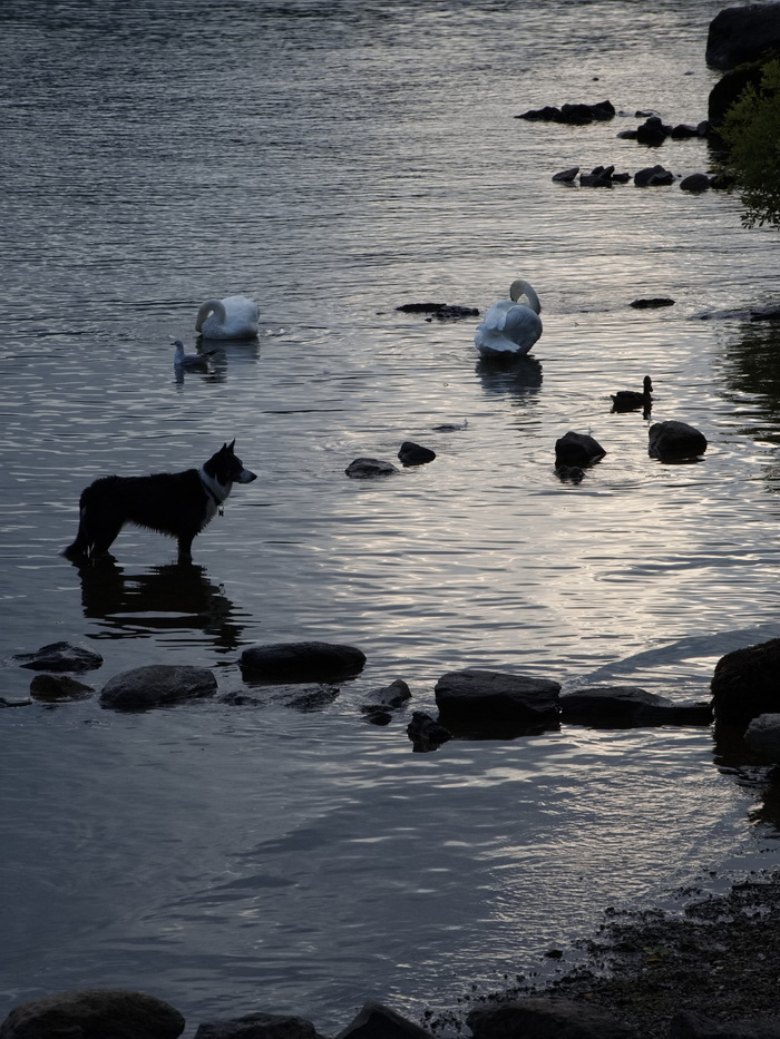 Two swans, a gull, a duck and a dog