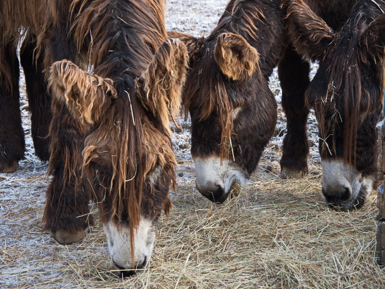 Parc animalier Gaalgebierg - donkeys having breakfast