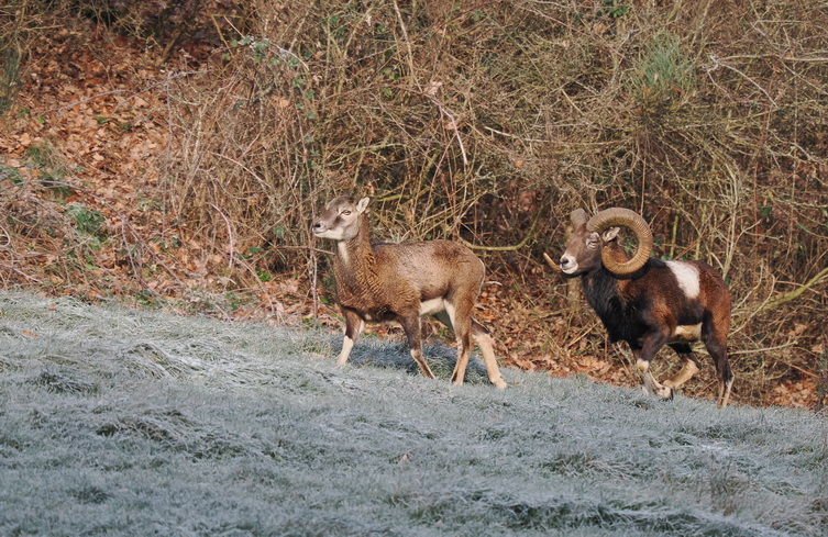 Part of the herd as they are moving away