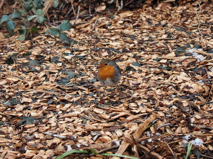Robin on a cold winters day