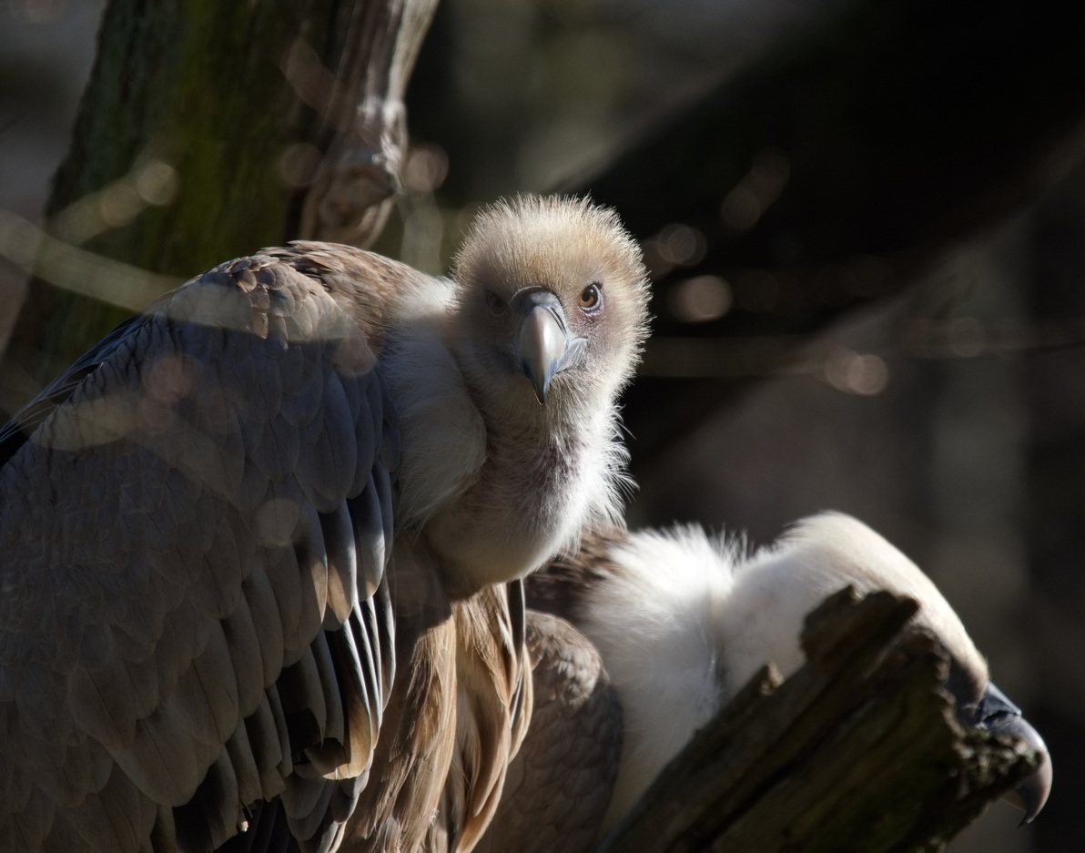 Vulture