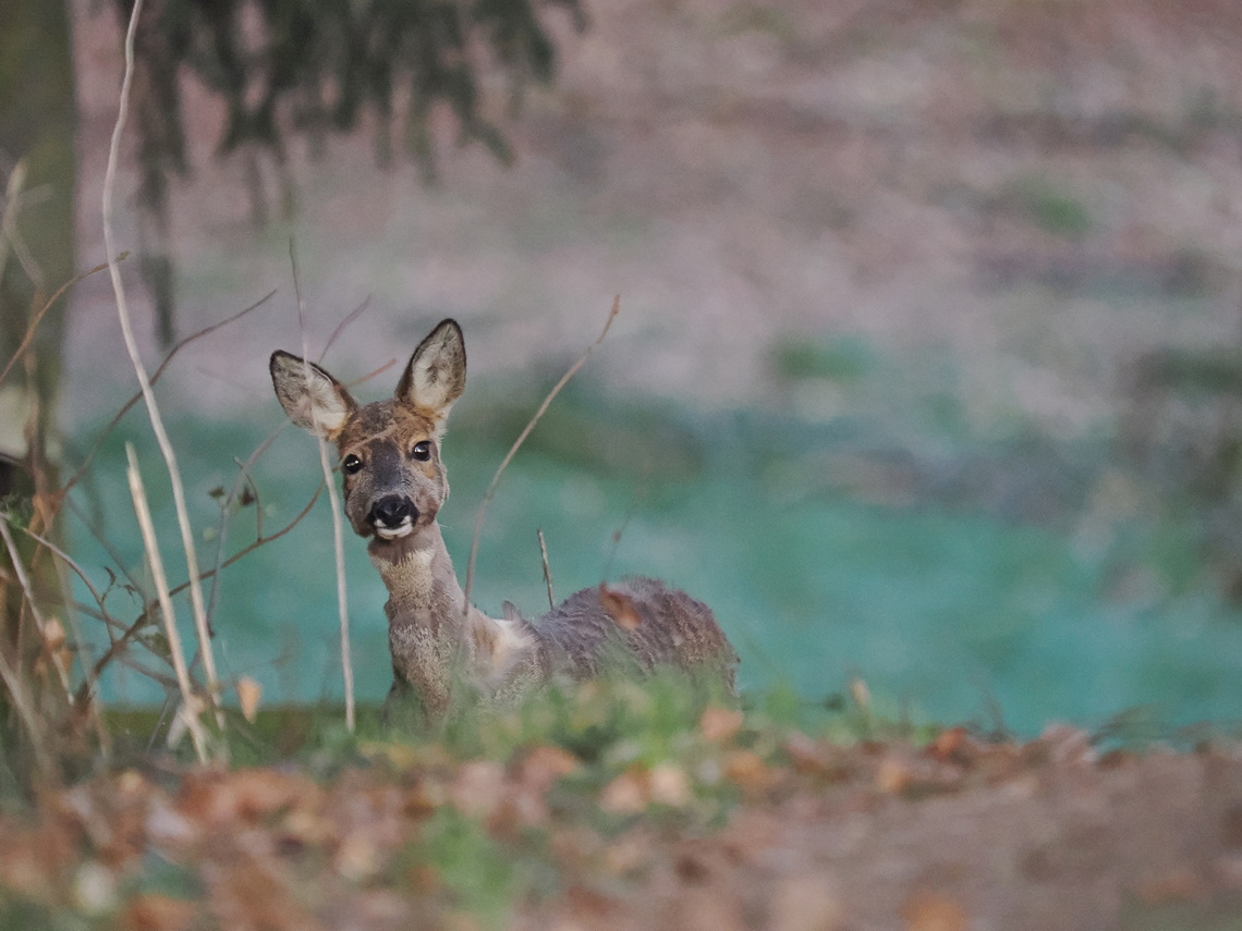 Deer with distemper - viral disease