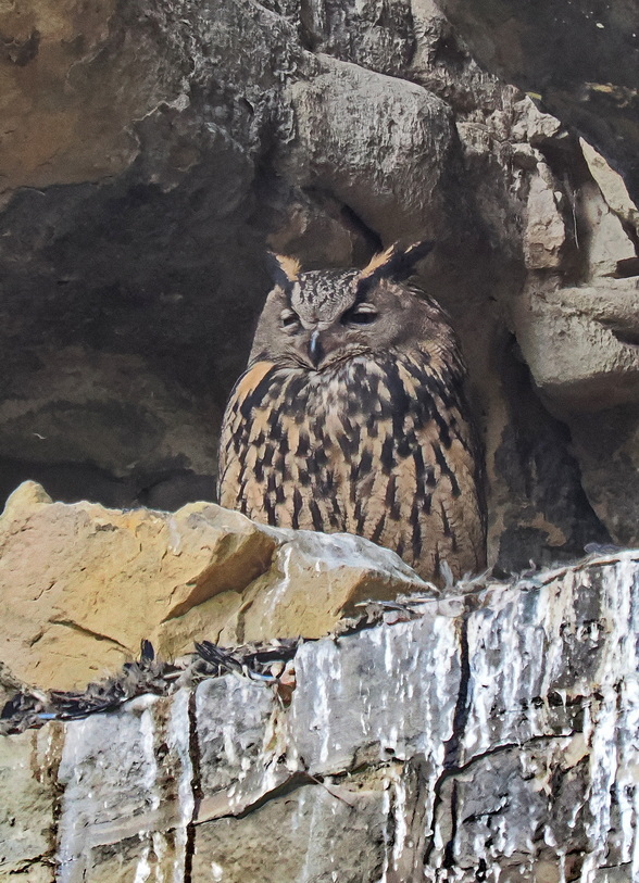 Eagle owl guarding the nest