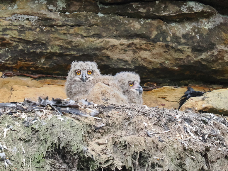 Baby eagle owls