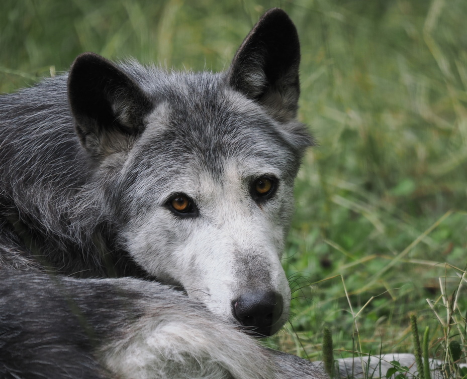 Wolf