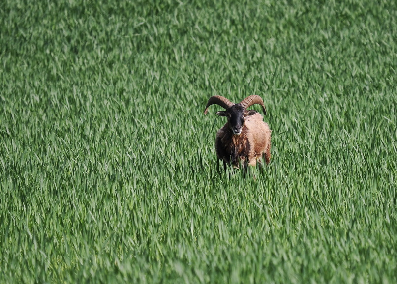 Mouflon