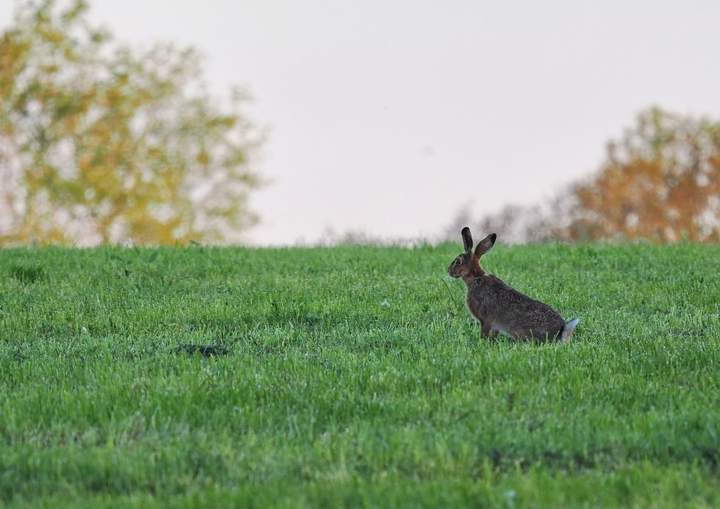 Hare