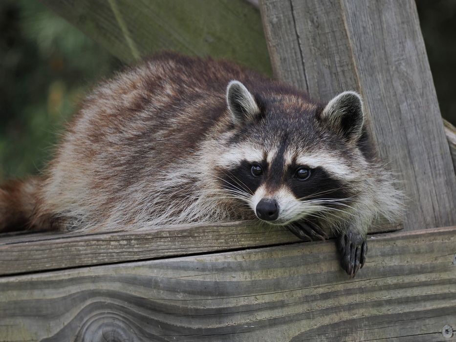 Racoon