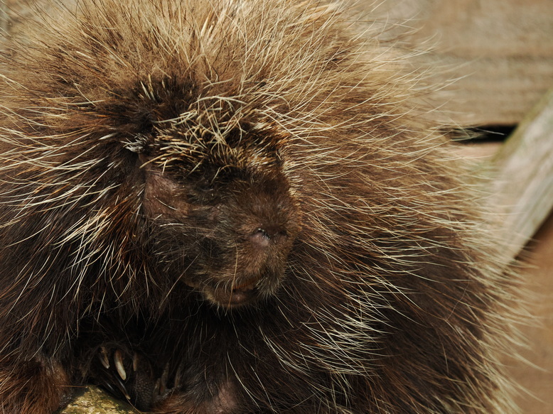 Porcupine