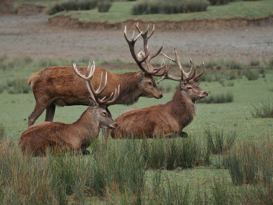Stags - days before the rutting season starts