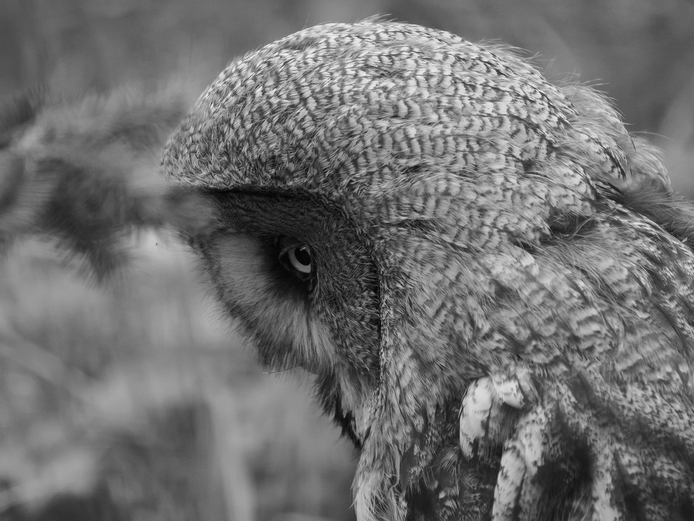 Ural owl BW