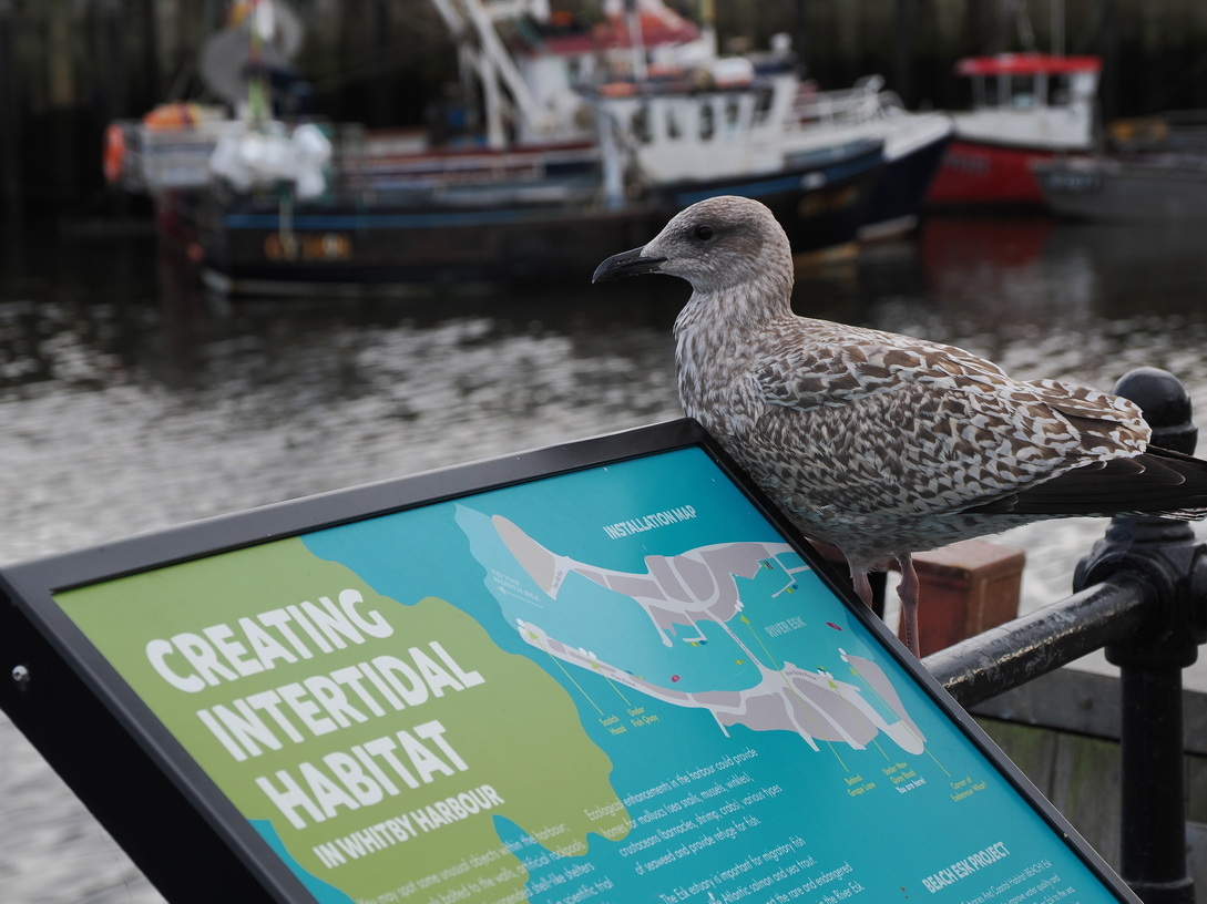 Gull masterminding habitat conservation