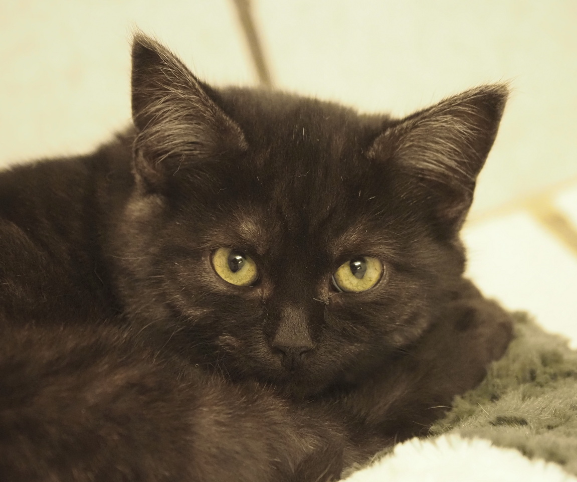 4 months black and beautiful
