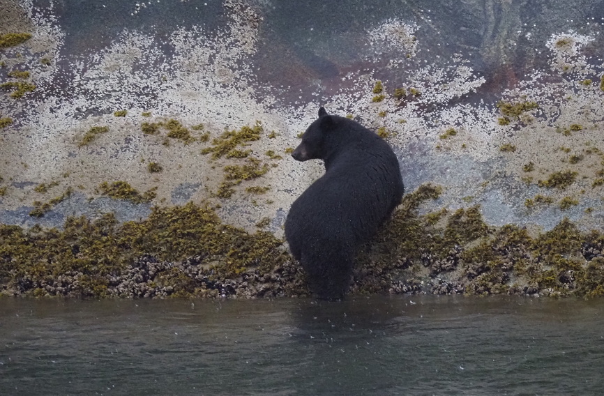 Tracy Arm - black bear
