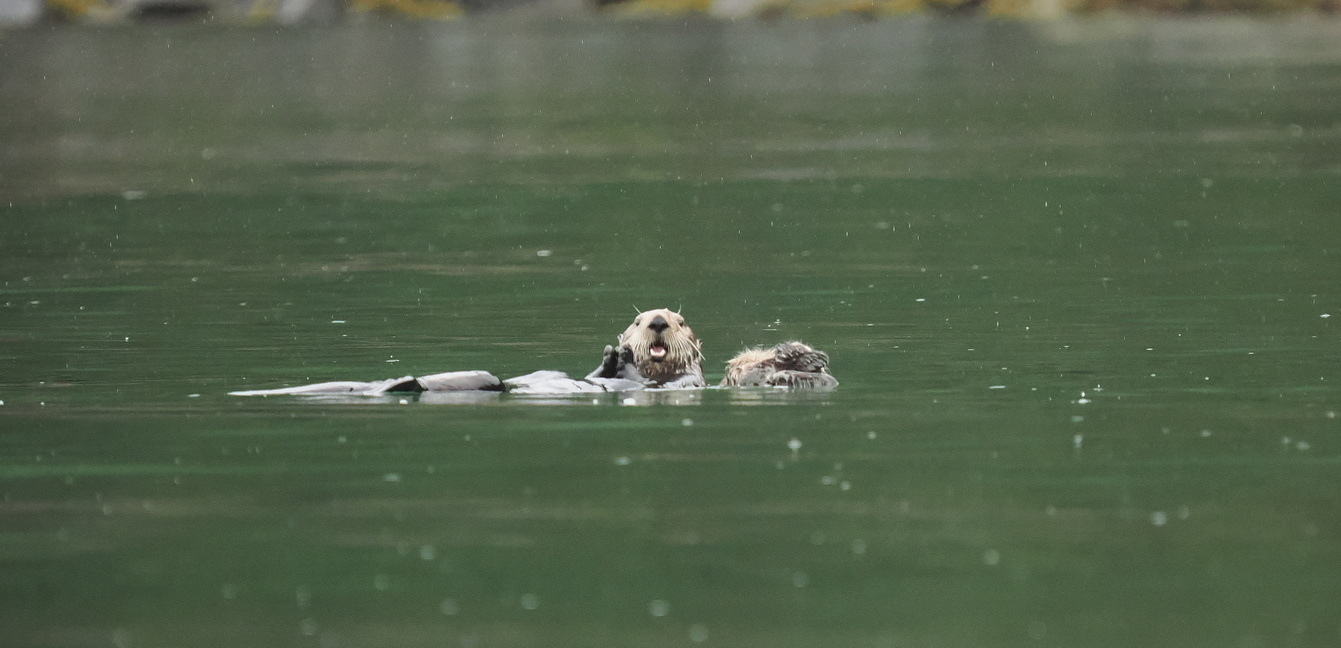 Sea otters - floating lesson for Junior