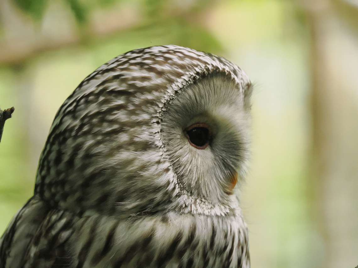 Ural owl - Strix uralensis