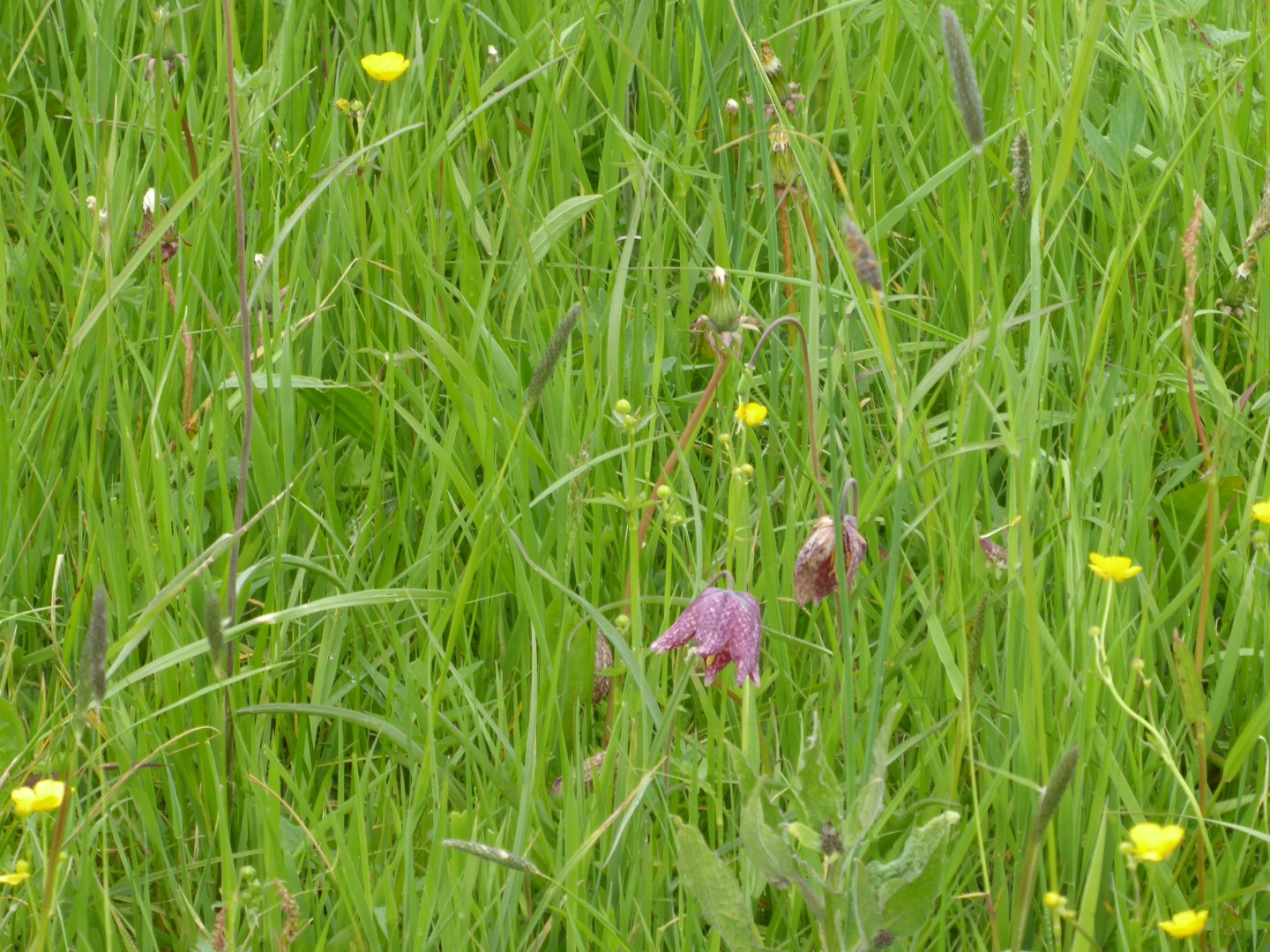 Wilde Kievitsbloem
