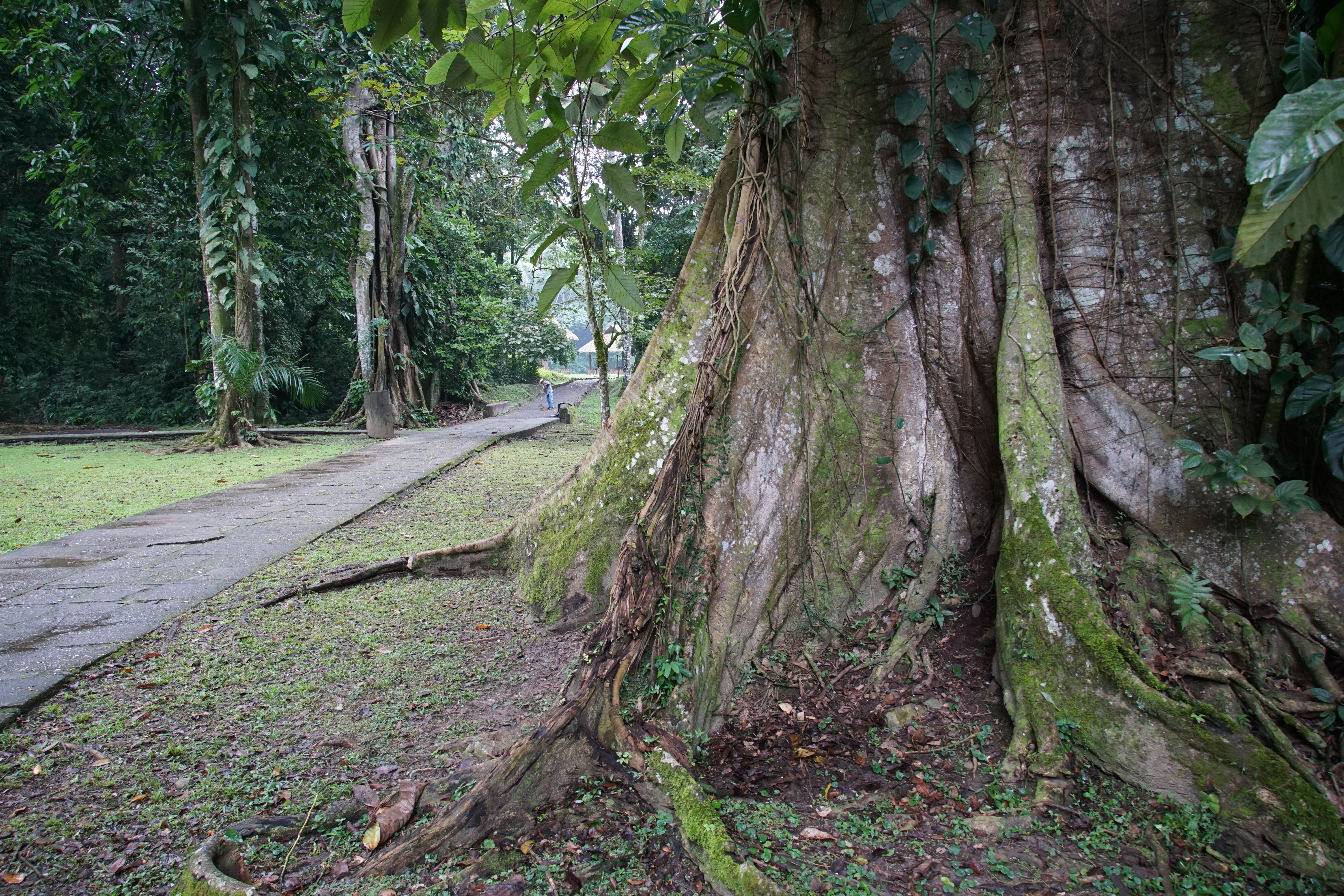 Trail