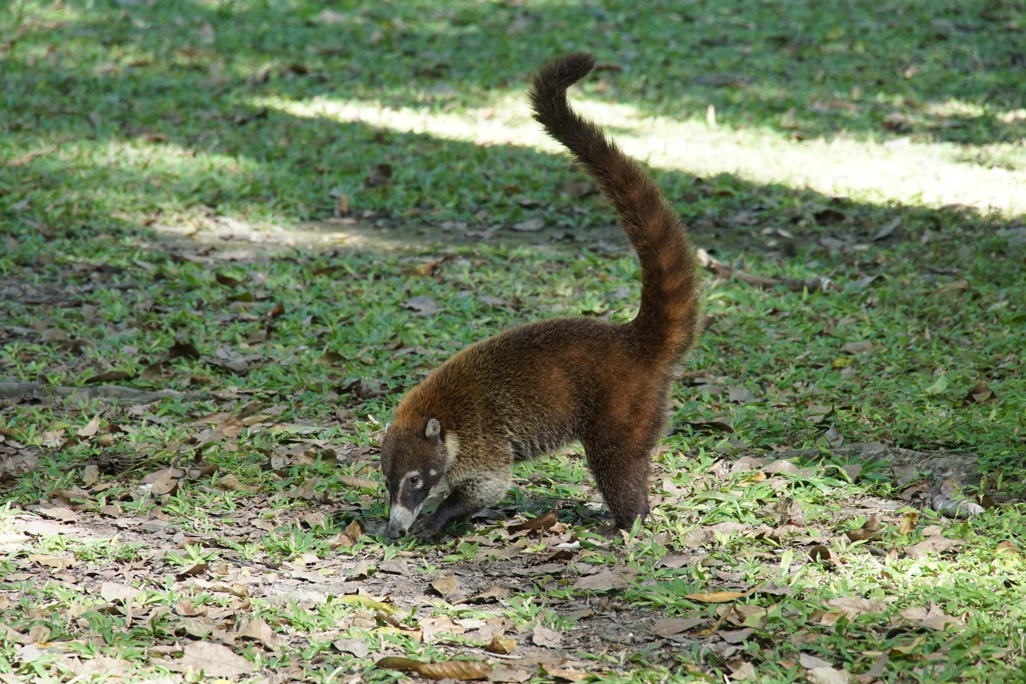 Coatimundi