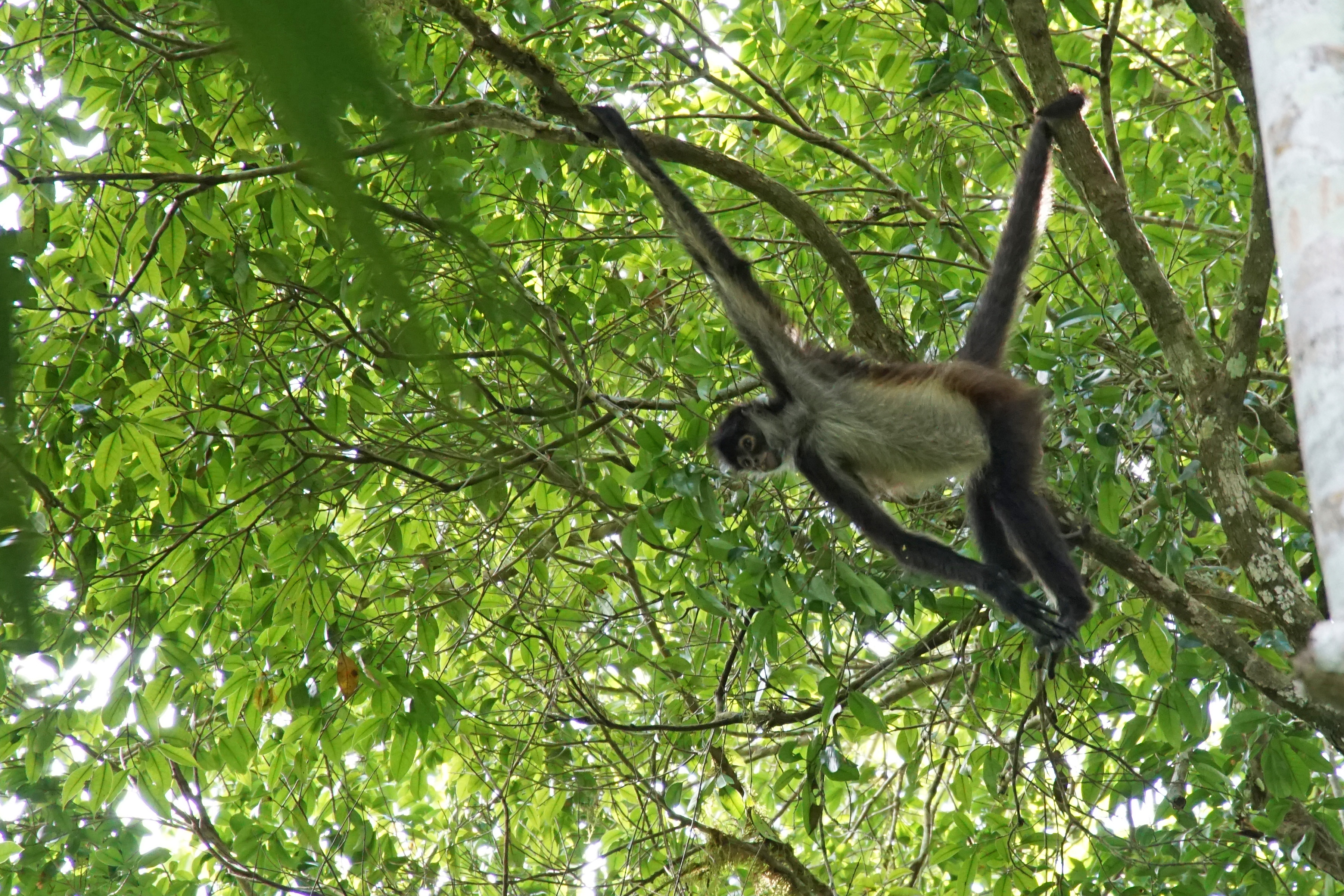 Spider Monkey