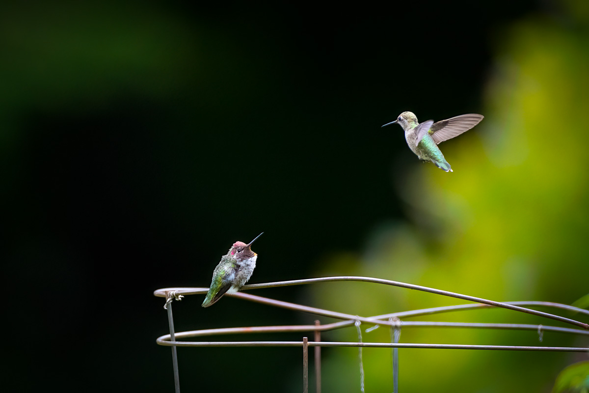 Annas Hummingbird couple at play