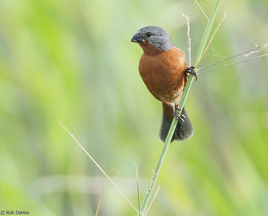 Ruddy-breasted Seedeater