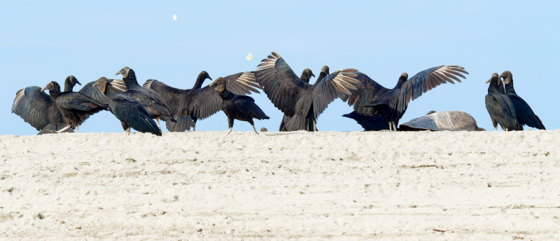 Black Vultures on a sea turtle, with butterflies