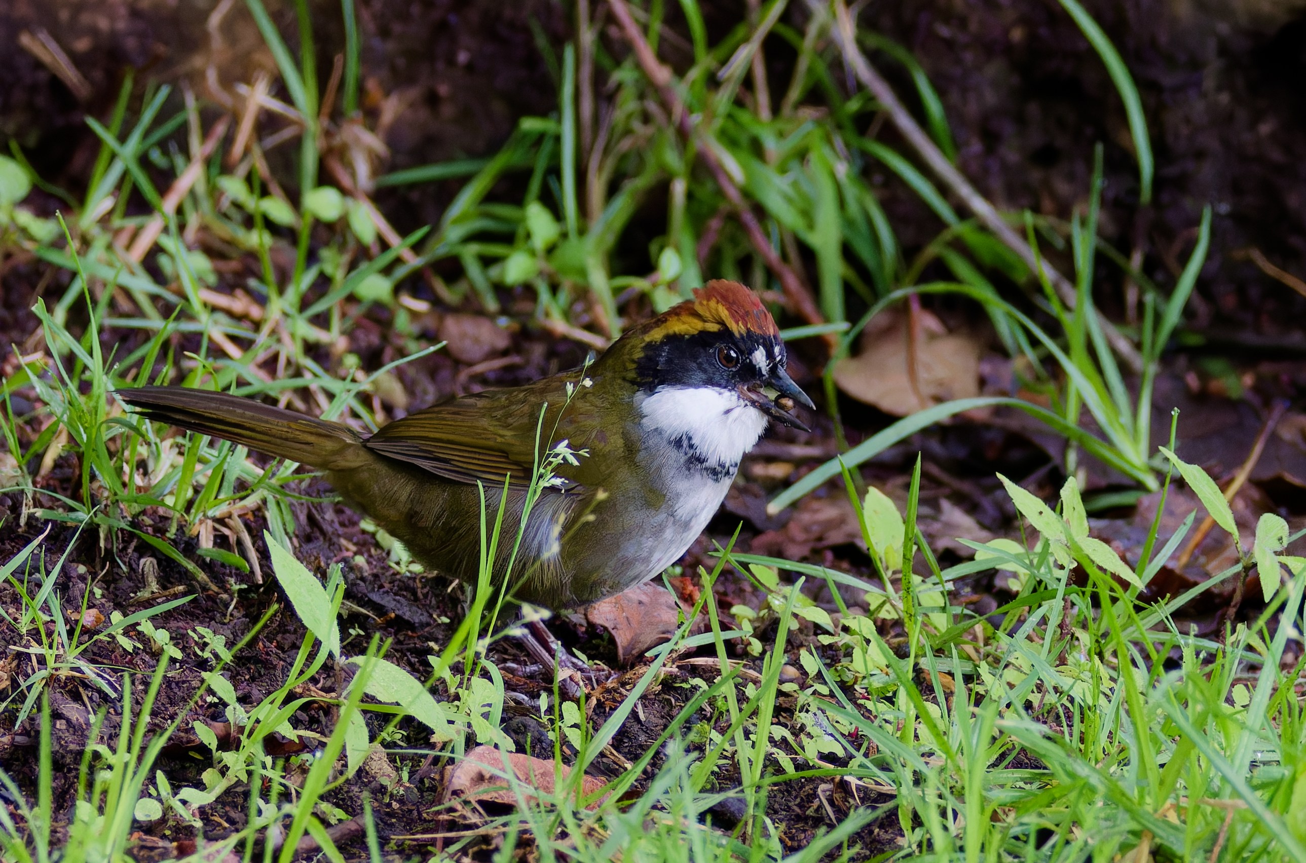 Chestnut-capped brushfinch