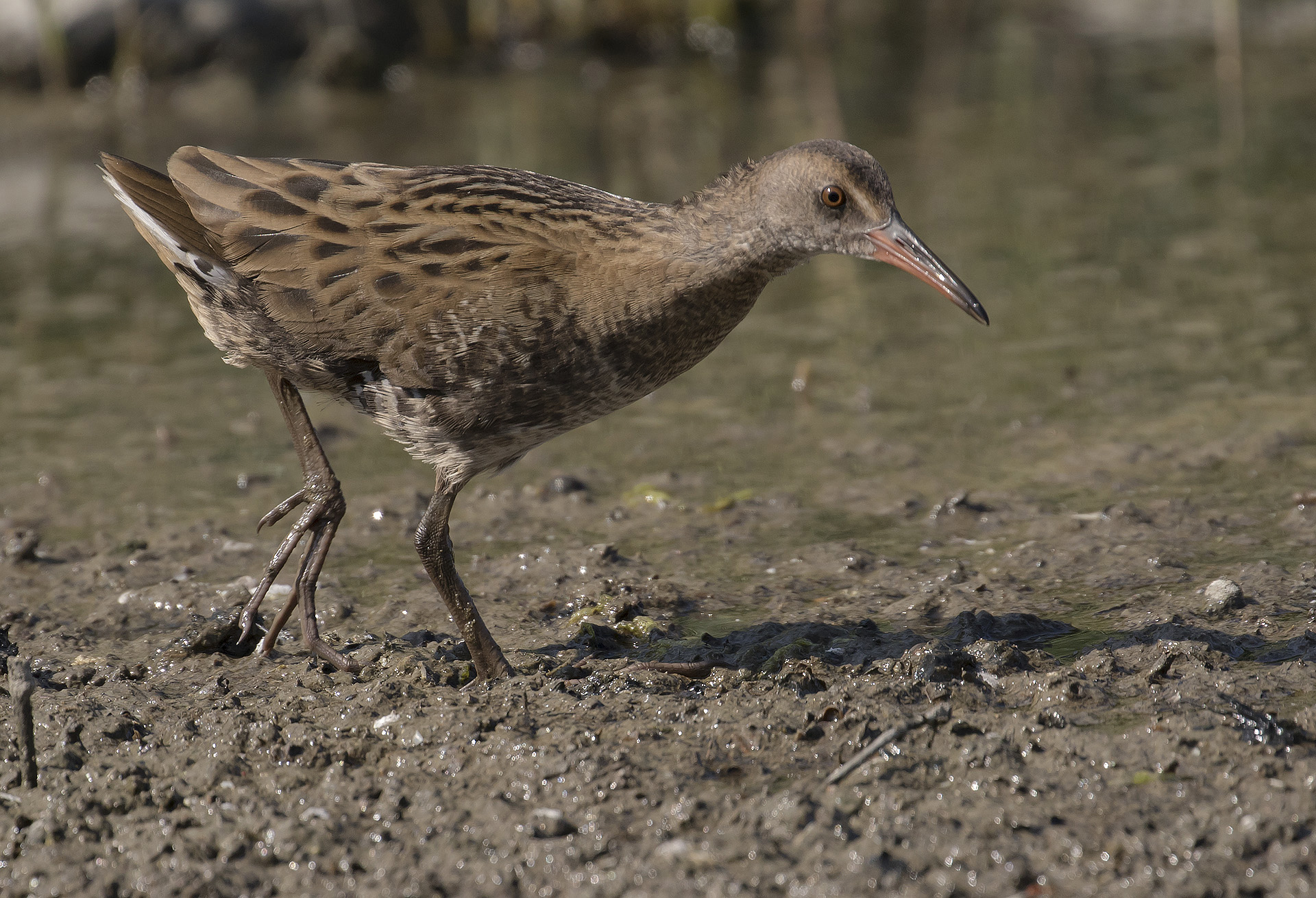 Vattenrall [Water Rail] IMGL9801.jpg