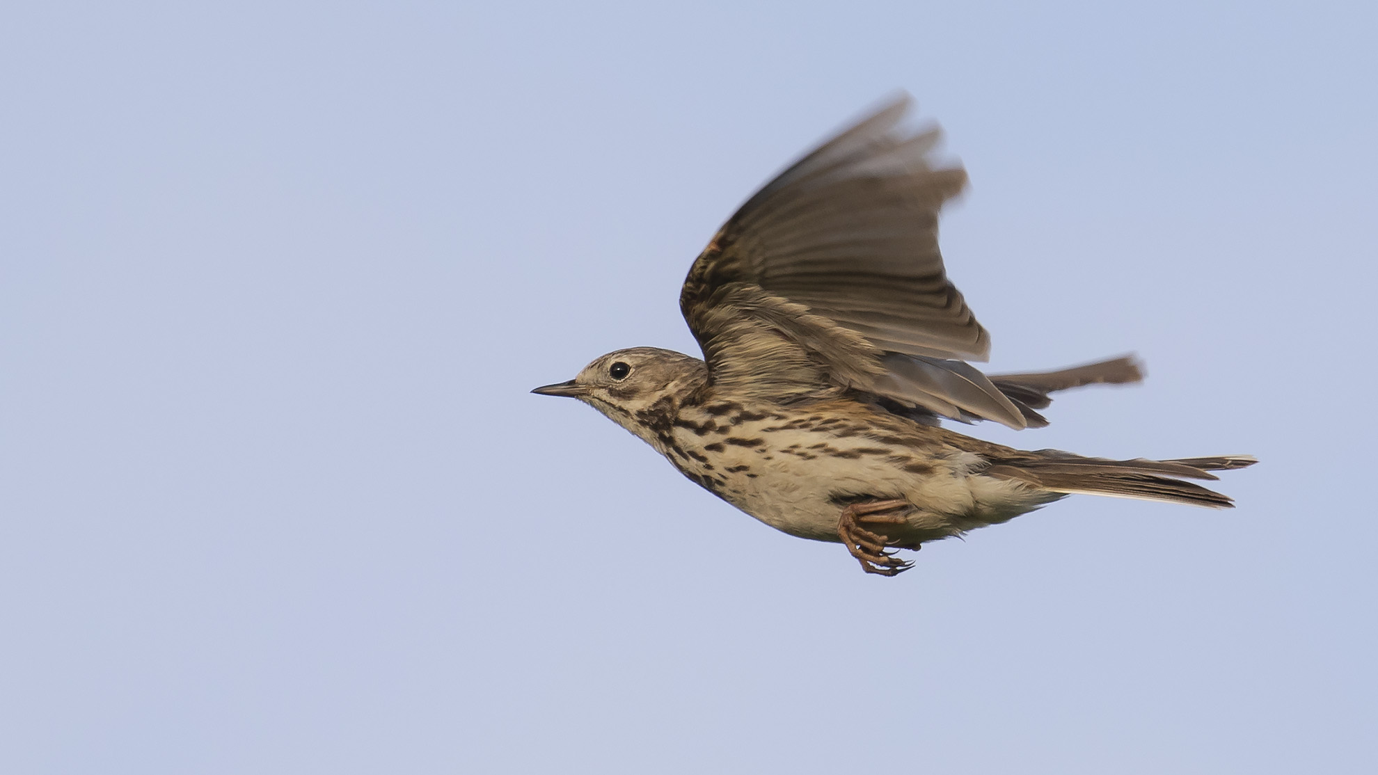 ngspiplrka Anthus pratensis [Meadow Pipit] IMGL2759.jpg