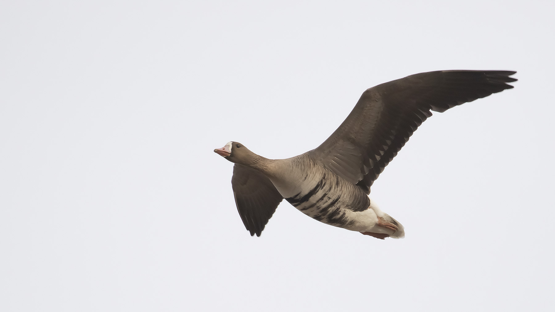 Blsgs [Greater White-fronted Goose] IMGL0243.jpg