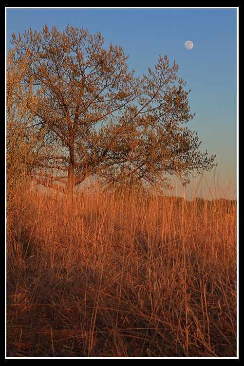 Prairie Moonrise