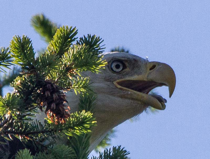 Eagle with Hairstyle