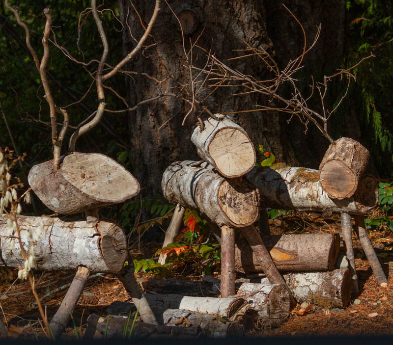 Rare Vancouver Island Wood Deer