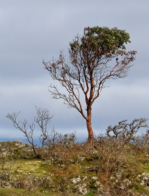 <br>March 2022<br>Lone Arbutus