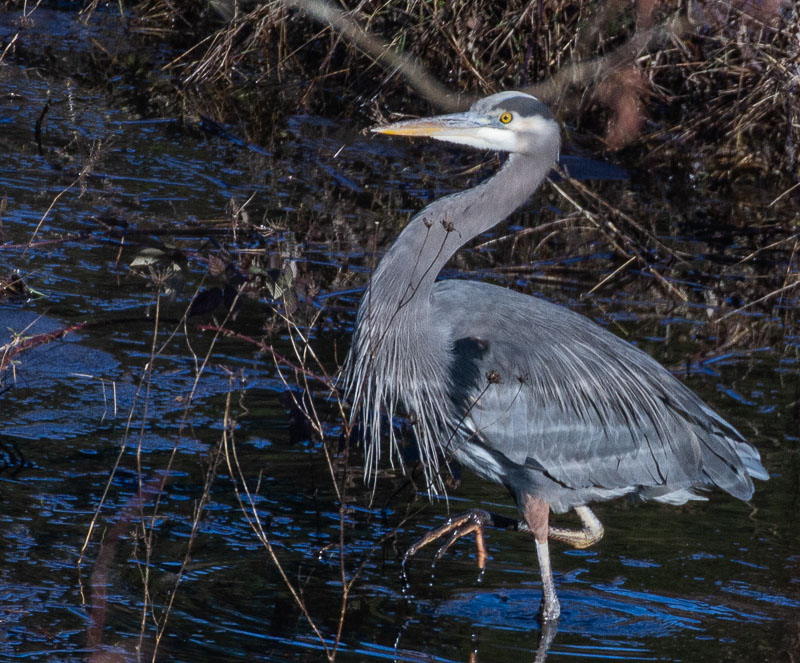 March 2022Blue Heron Food Search