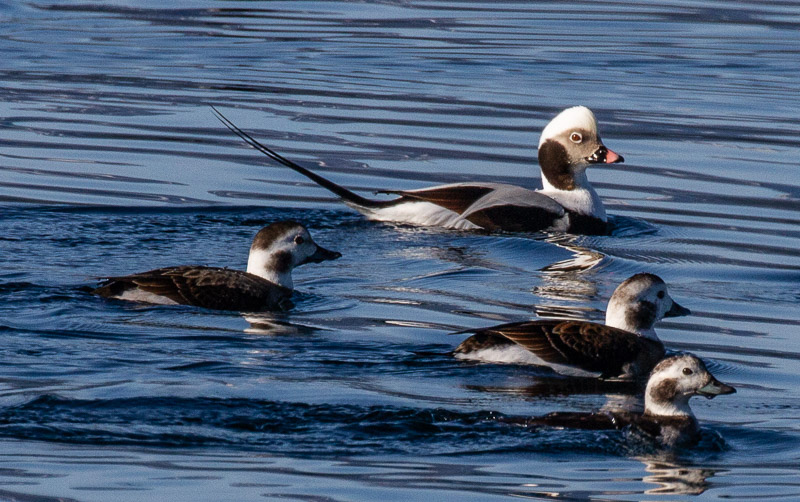 <br>March 2022<br>Long-tailed Duck