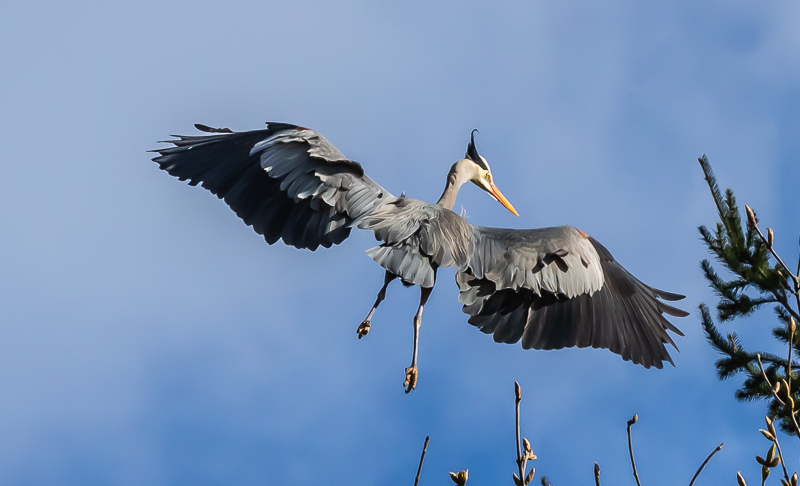 March 2022Approaching the Nest