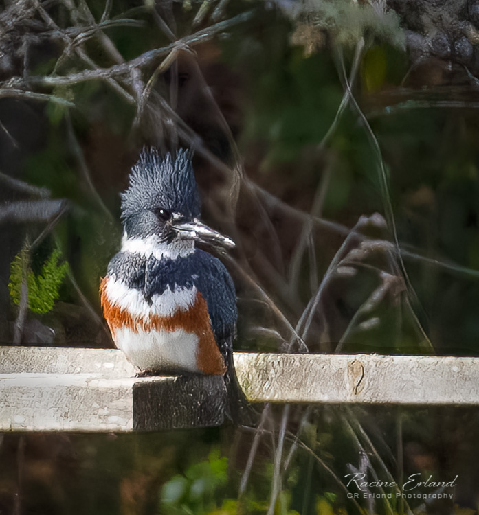March 2022Belted Kingfisher