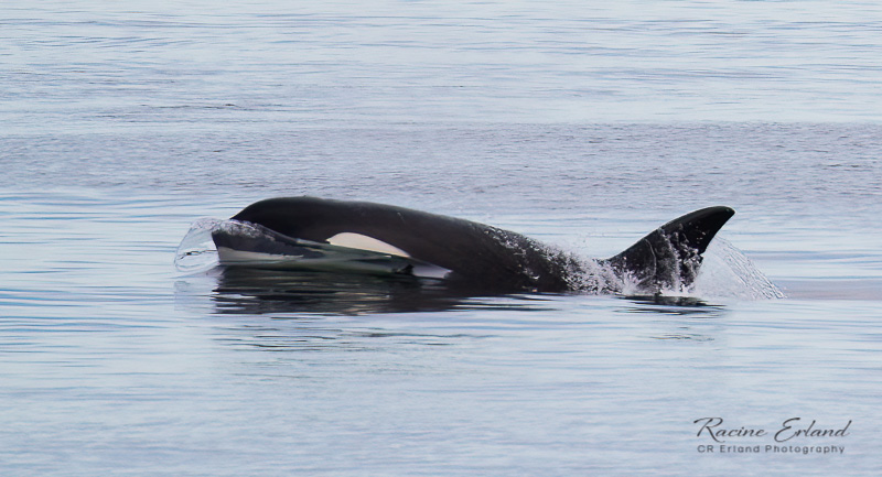 March 2022Young Orca