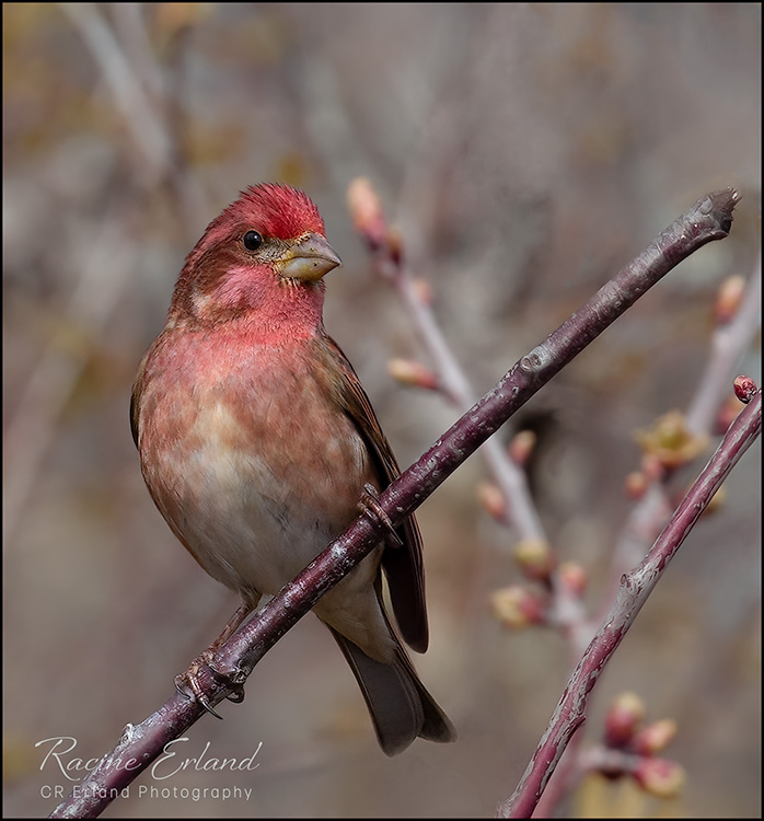 Racine ErlandApril 2022 Purple Finch