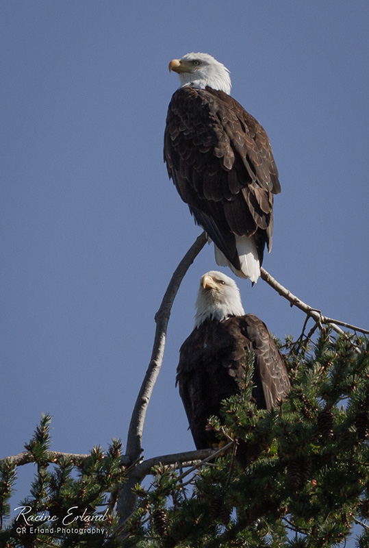 April 2022Mature Bald Eagles